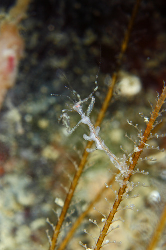 Pseudoprotella phasma