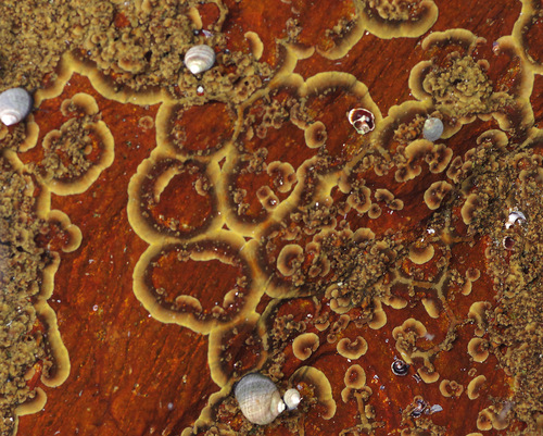 Pseudoralfsia verrucosa