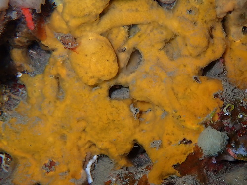 Pseudosuberites sulphureus