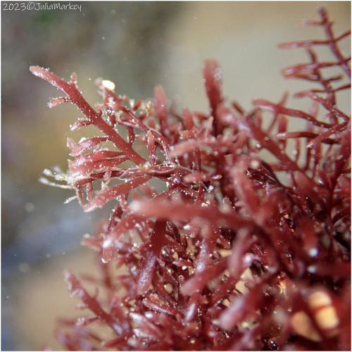 Pterocladiella capillacea