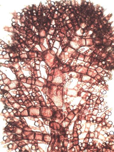 Pterothamnion crispum