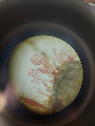 Pterothamnion plumula