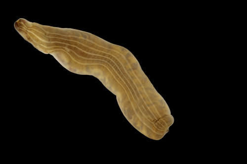 Punnettia splendida