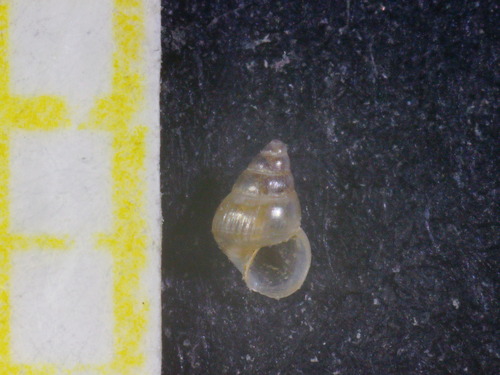 Pusillina inconspicua