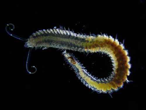Pygospio elegans