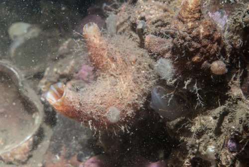 Pyura microcosmus