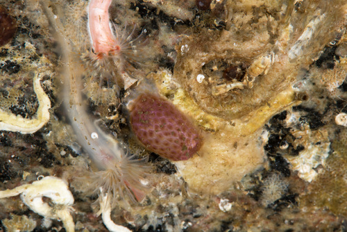 Pyura tessellata