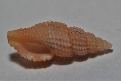 Raphitoma oblonga