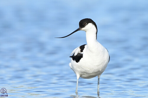 Avocette élégante