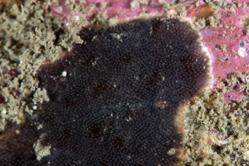 Reptadeonella violacea
