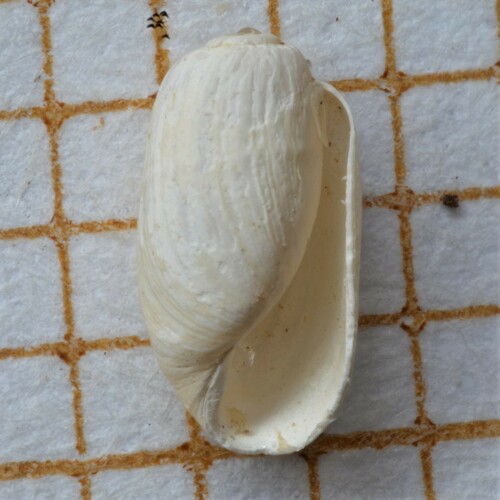 Retusa obtusa