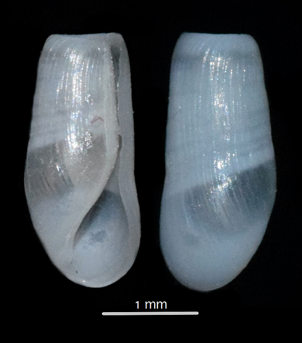 Retusa truncatula