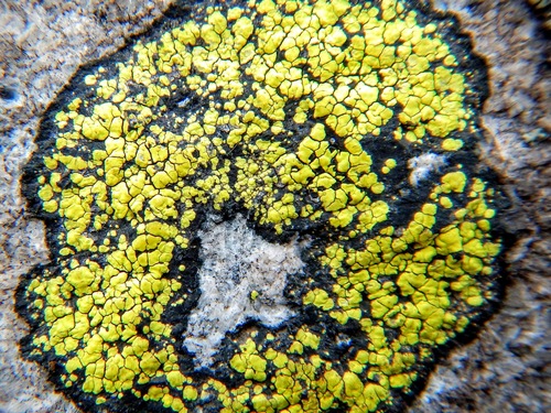Rhizocarpon geographicum