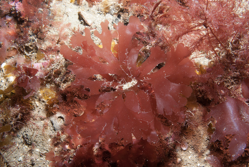 Rhodophyllis divaricata