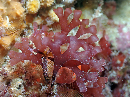 Rhodymenia pseudopalmata
