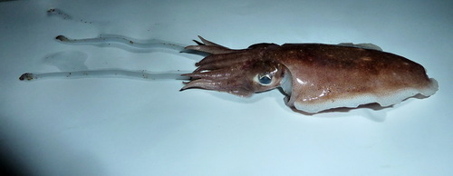 Rhombosepion elegans