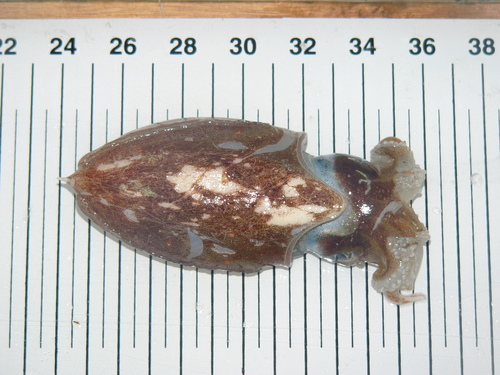 Rhombosepion orbignyanum