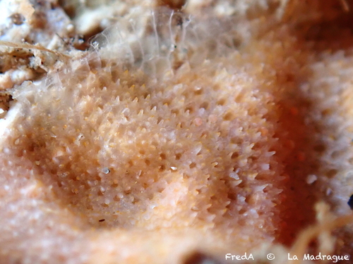 Rhynchozoon bispinosum