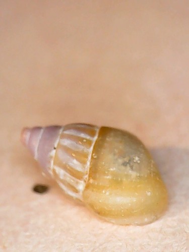 Rissoa lilacina