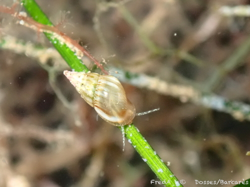 Rissoa membranacea