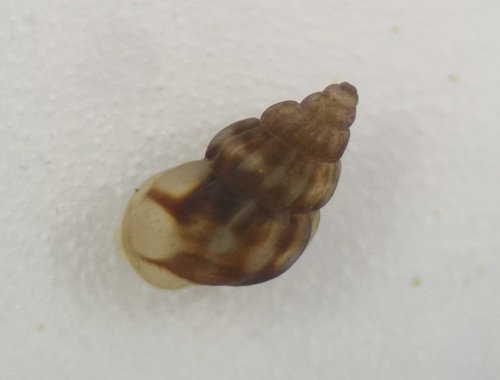 Rissoa parva
