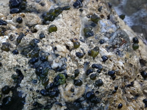 Rivularia atra