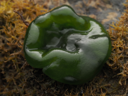 Rivularia bullata