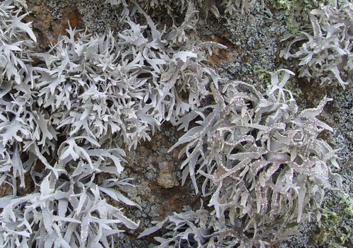 Roccella fuciformis