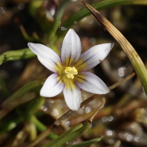 Romulée à petites fleurs