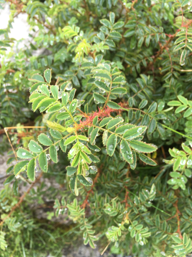 Rosier pimprenelle