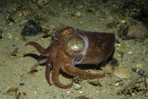 Rossia macrosoma