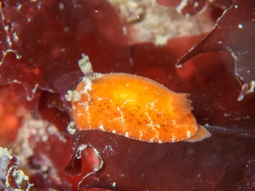 Rostanga rubra