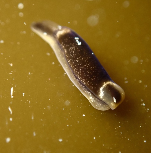 Runcina coronata