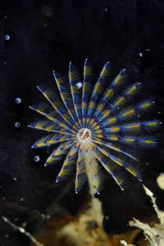 Sabella discifera