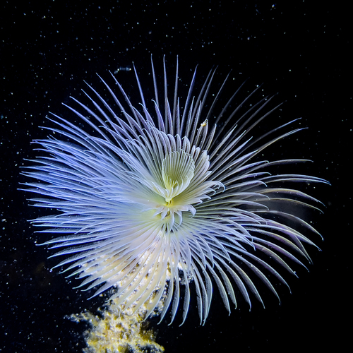 Spirographe