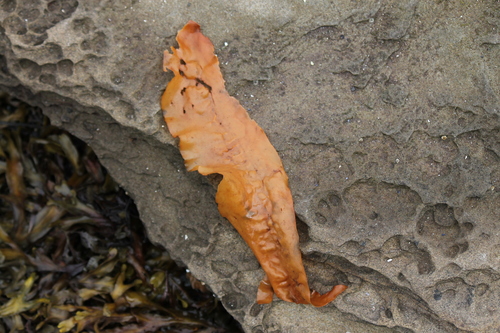 Saccharina latissima