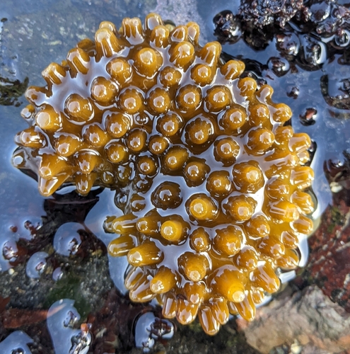 Saccorhiza polyschides
