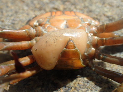 Sacculina carcini