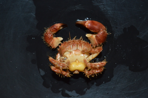 Sacculina gerbei