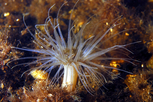 Sagartia undata