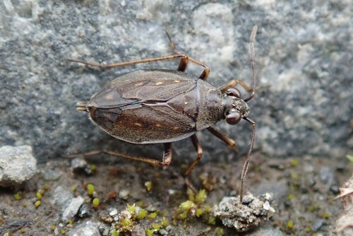 Salda littoralis