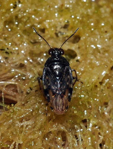 Saldula palustris
