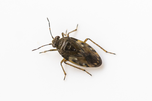 Saldula pilosella