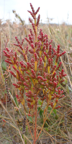 Salicornia disarticulata