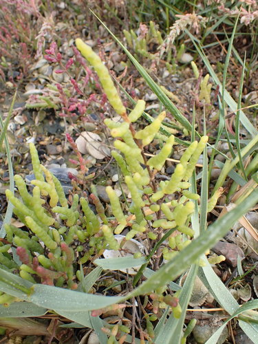 Salicorne jaunissante