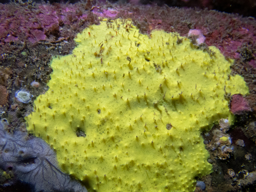Aplysilla sulfurea