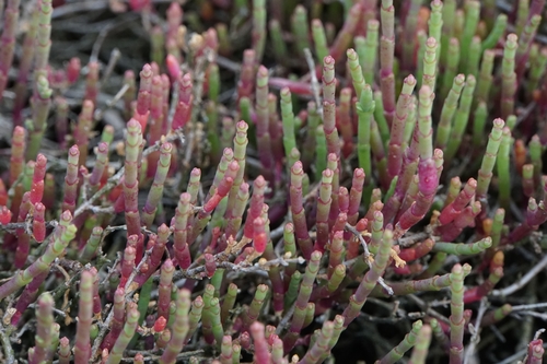 Salicornia procumbens