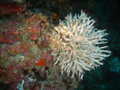 Salmacina dysteri