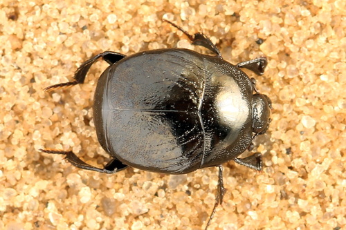 Saprinus semistriatus