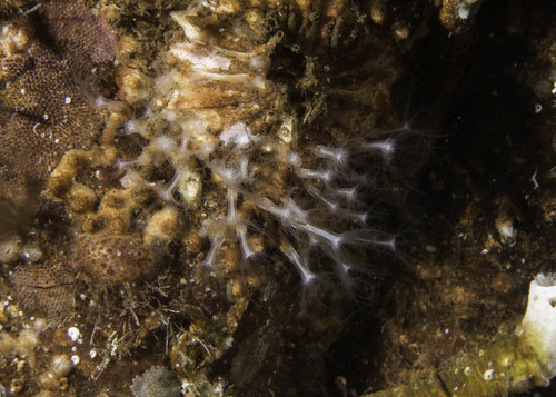 Sarcodictyon catenatum